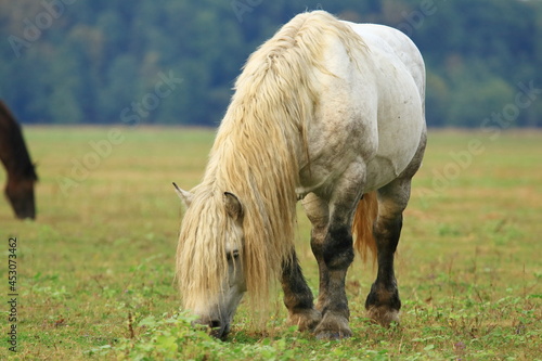 Strong white horse in pasture on meadow