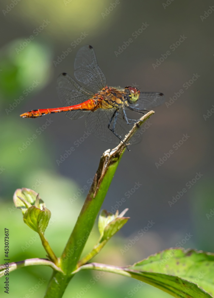 Fototapeta premium dragonfly on the grass near the river in the summer day