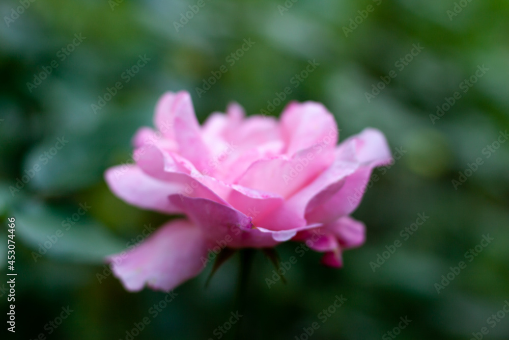 Close up of one beautiful pink rose from above with blurry green leaves background in garden. Nature flora beauty and eco concept with copy space as a template. Close up of one beautiful pink rose from above with blurry green leaves background in garden. Nature flora beauty and eco concept with copy space as a template.