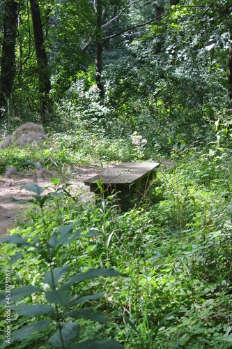 bench in the forest
