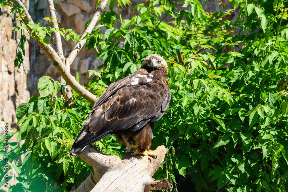 Bird golden eagle sits on a branch in the wild, close-up. Aquila chrysaetos Bird golden eagle sits on a branch in the wild, close-up. Aquila chrysaetos