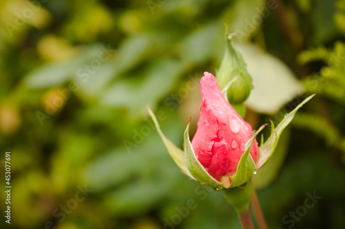 Pink rose bud with rain drops, shallow depth of field, copy space