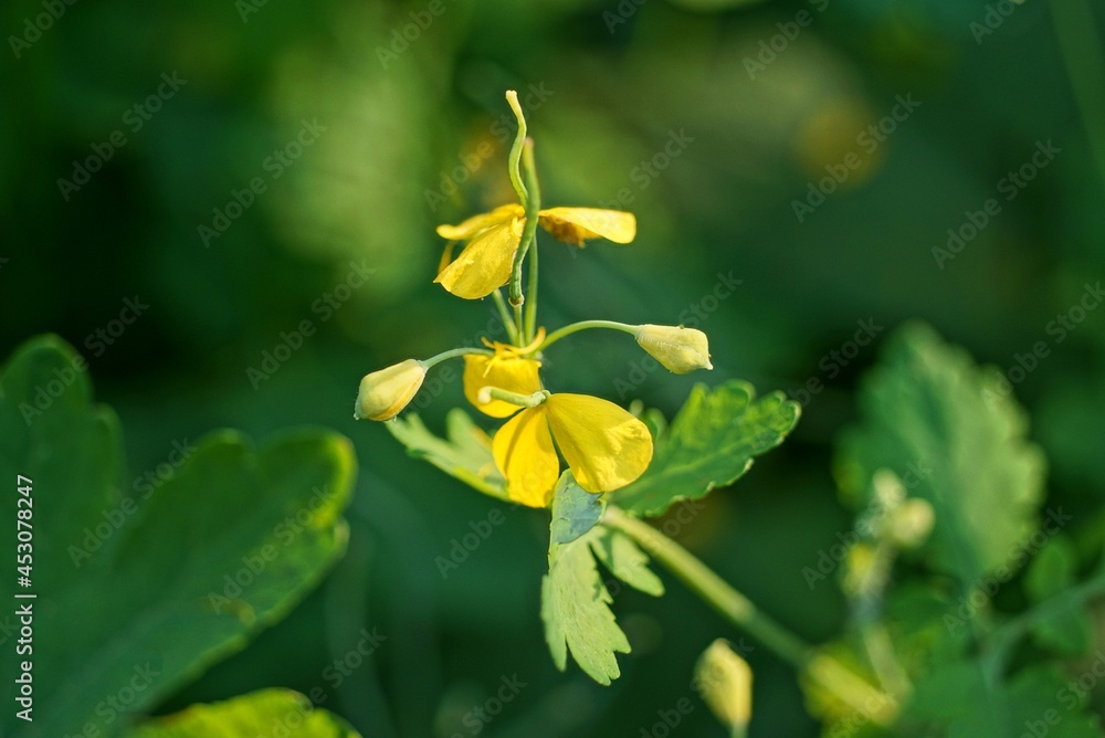 one small wild yellow flower of celandine on a green stalk with leaves in nature one small wild yellow flower of celandine on a green stalk with leaves in nature