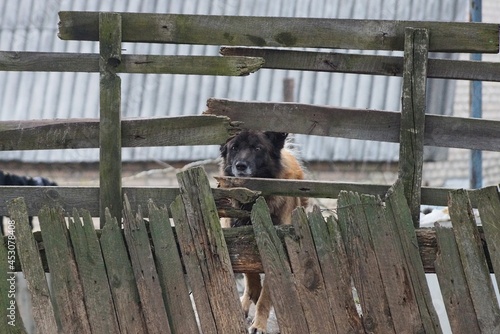 one black dog stands and looks between the gray wooden planks of an old broken fence on the street