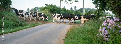 Fotografia spotted cows cross country road in hills of central brittany near nature park d'