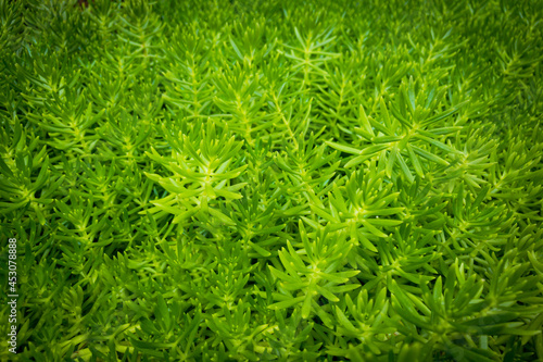 真夏の生い茂った多肉植物の美しい緑色