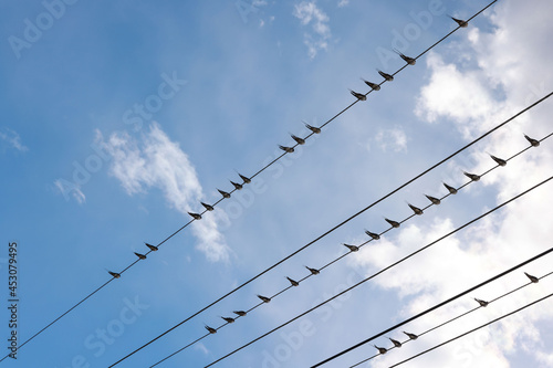 Photography Swift martlet birds perching on wires over sky