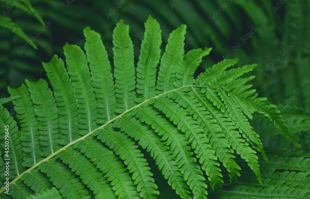 Background of green fern leaves Background of green fern leaves