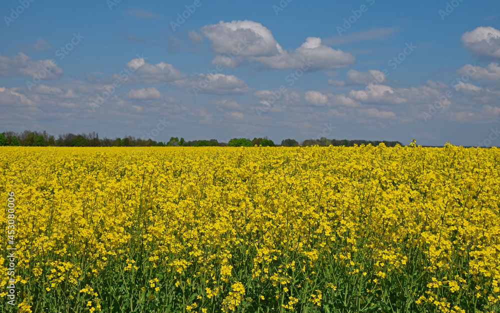 Field of oilseed rape under cloudy blue sky Field of oilseed rape under cloudy blue sky