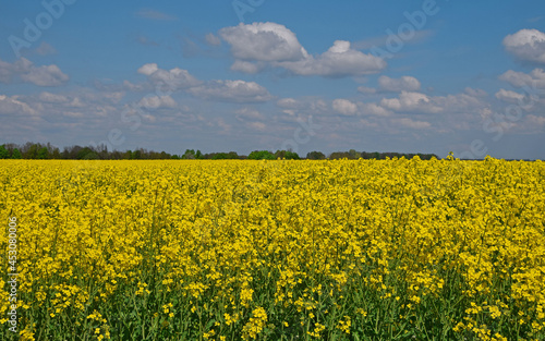 Field of oilseed rape under cloudy blue sky