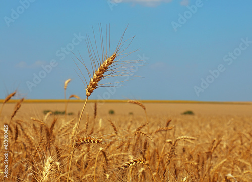 Close up field of wheat under clear blue sky