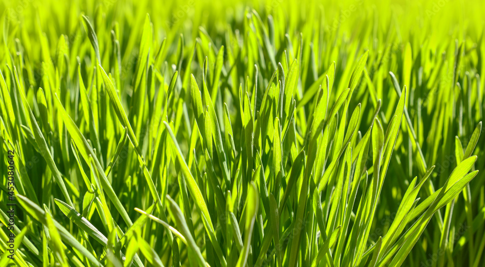 Close up fresh green spring grass background