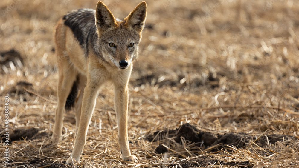 Fototapeta premium a curious black back jackal