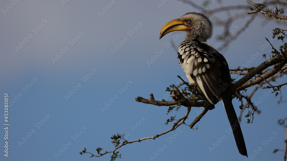 a yellow-billed hornbill perched in a tree