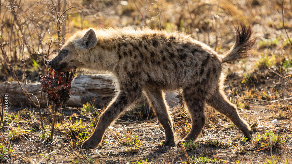 Fototapeta premium Spotted hyena with a piece of bone