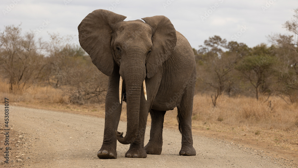 Fototapeta premium African elephant cow in the road