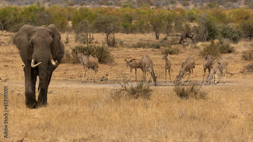 Kudu and elephant sharing the waterhole