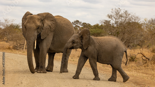 African elephants on the road