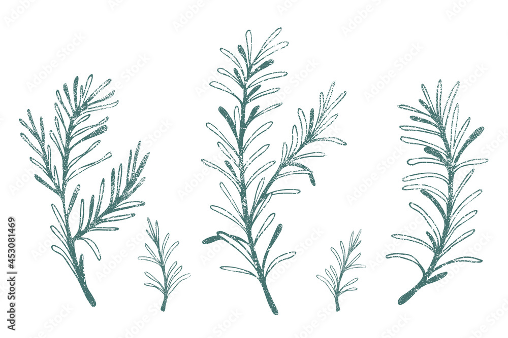 Hand drawn illustration of rosemary with texture.