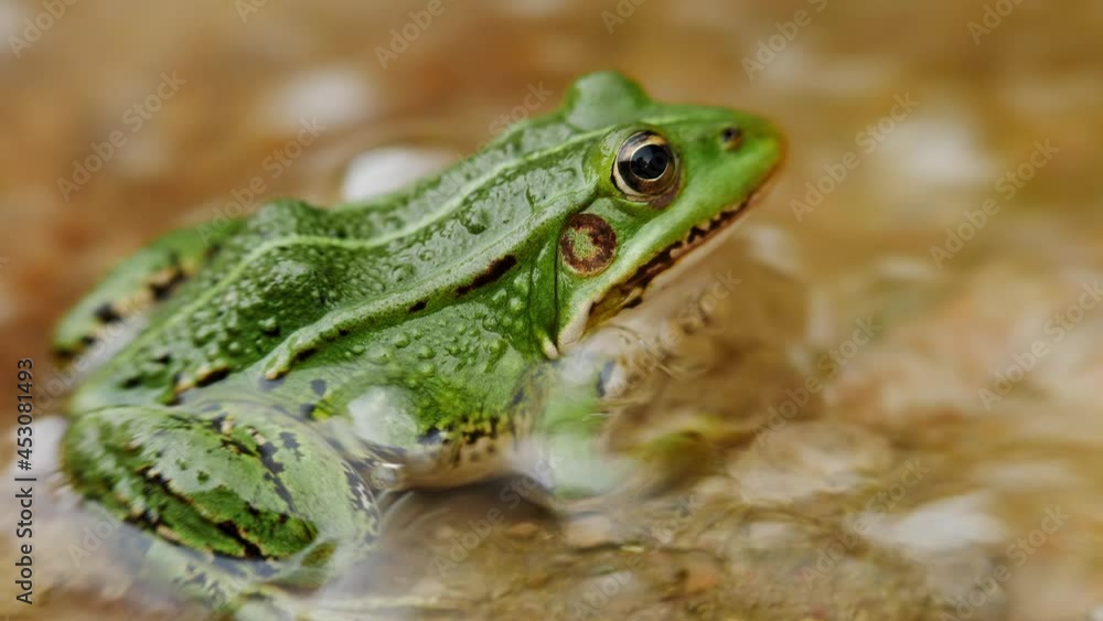Green frog in the water on the rock, close up zoom out. Green frog in the water on the rock, close up zoom out.