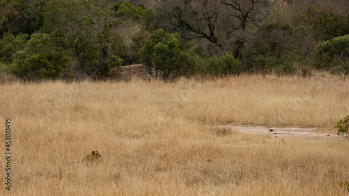 Fotografija lioness lying in ambush in tall grass