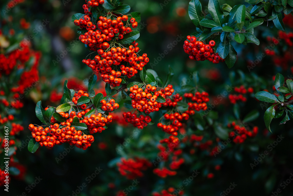 Red and orange berries on a tree Red and orange berries on a tree