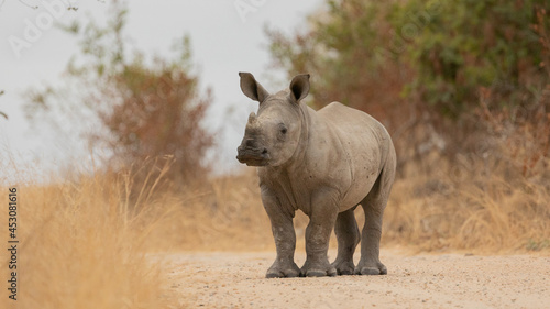 a baby white rhino in the road