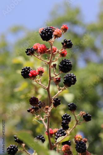 Ripe and red blackberries on the berry plantation