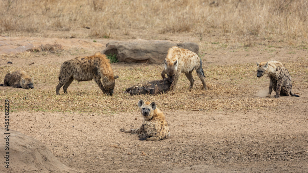 Fototapeta premium Spotted hyenas feeding on a warthog