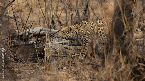 Leopard on the move in the wild
