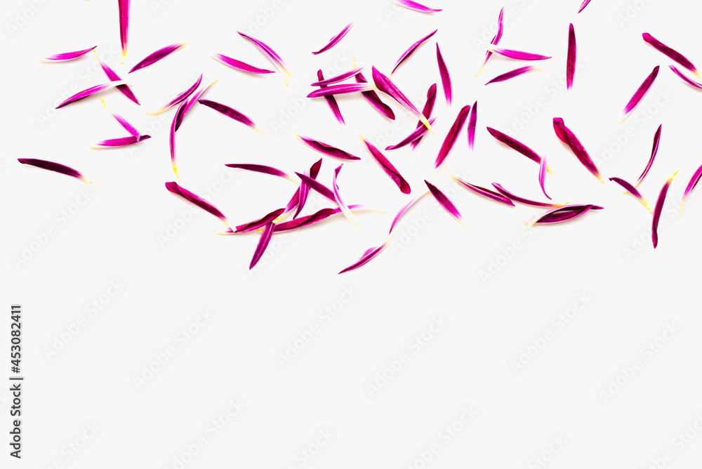 The texture of the petals. Petals on a white background. Bright background. 