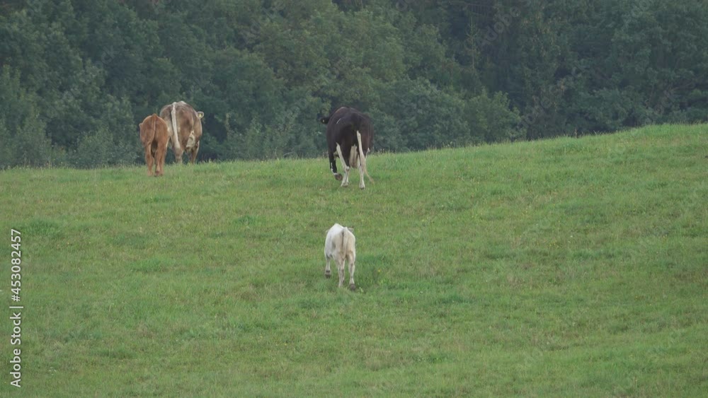 Herd of cows grazing on a green meadow Herd of cows grazing on a green meadow