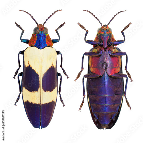 Beautiful jewel beetle, Buprestidae, Chrysochroa buqueti (Gory, 1833) 