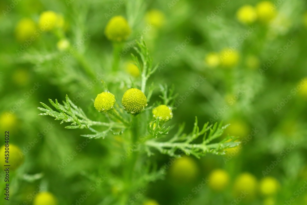 Close up of flowering wild chamomile (Matricaria discoidea) Close up of flowering wild chamomile (Matricaria discoidea)