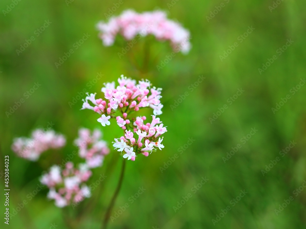Close up of flowering valerian (Valeriana sambucifolia) Close up of flowering valerian (Valeriana sambucifolia)