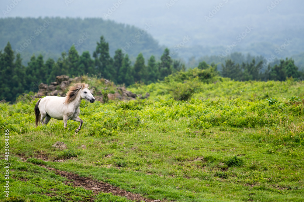 Fototapeta premium horse in the meadow