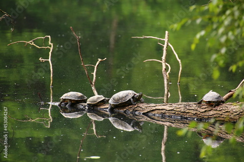 Pond sliders  Trachemys scripta  sitting on a branch