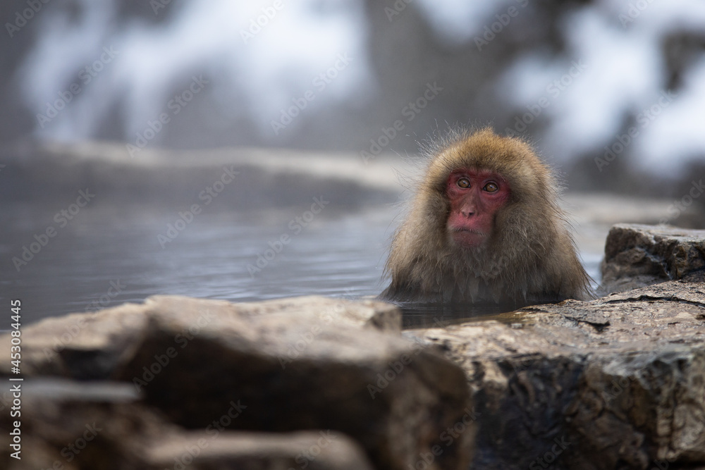 Fototapeta premium Snow Monkeys