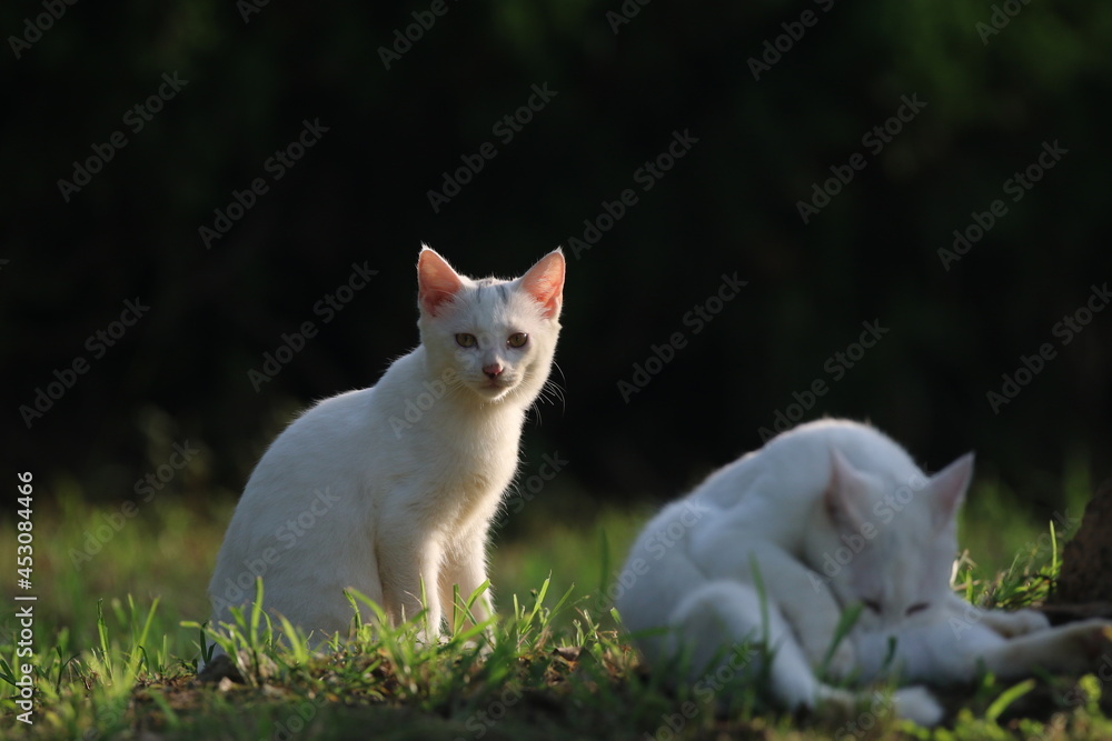 Stray cats in a park in Huai 'an, Jiangsu Province, China Stray cats in a park in Huai 'an, Jiangsu Province, China