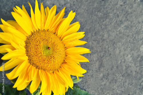 Large sunflower on a gray background