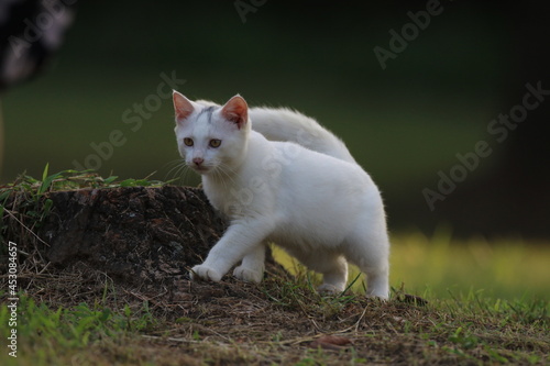 Stray cats in a park in Huai 'an, Jiangsu Province, China © Jinghua