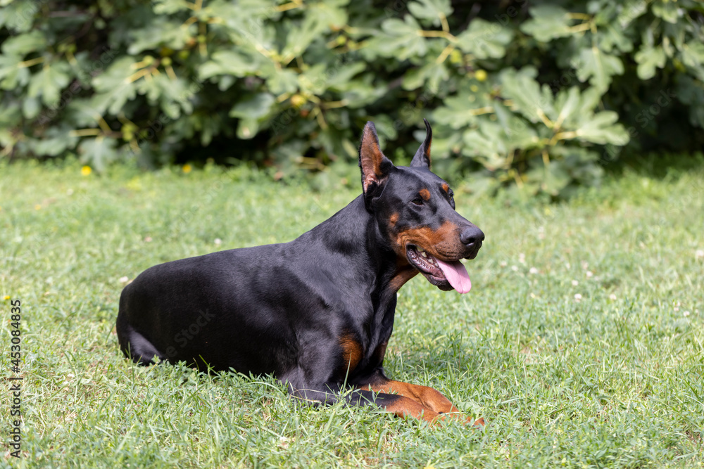 Doberman laying on the gras enyoing sun and resting Doberman laying on the gras enyoing sun and resting