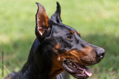 Portrait of a beautiful young doberman dog with green grass background