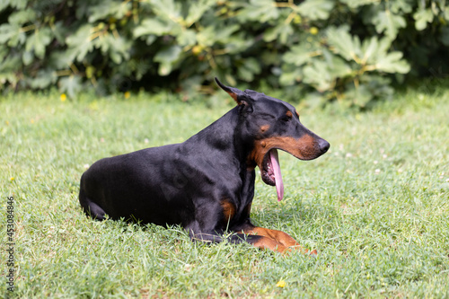 Doberman lying down and yawing while resting