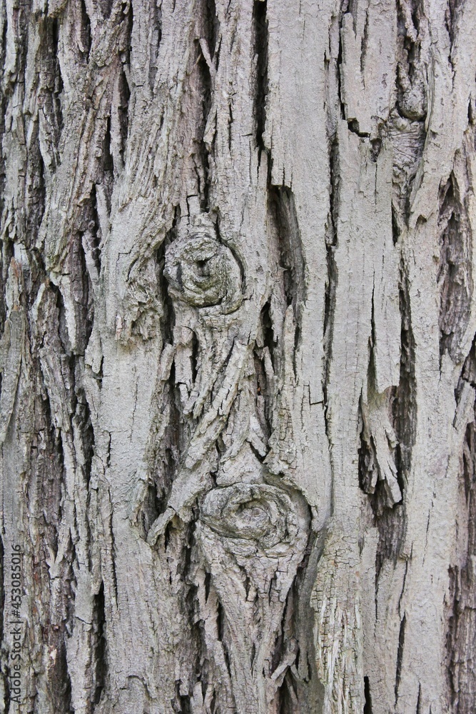Full frame closeup of a huge oak tree trunk with rough thick bark. Full frame closeup of a huge oak tree trunk with rough thick bark.