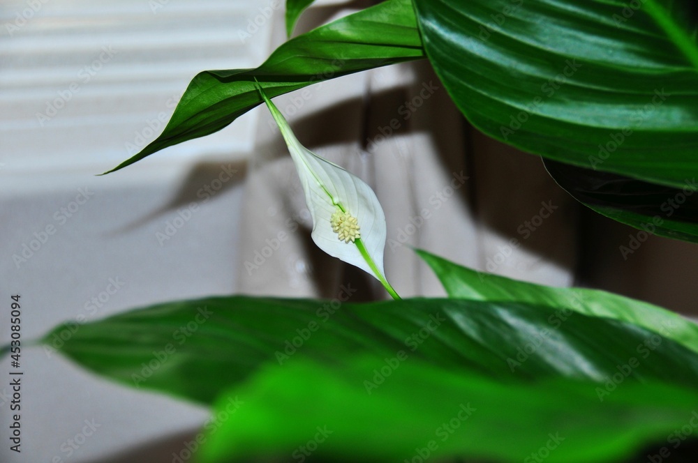 Peace lily