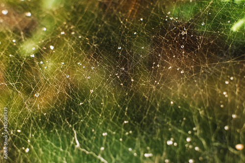 Cobweb made by a small spider, close-up with water droplets on the surface after rain. Abstract photography.