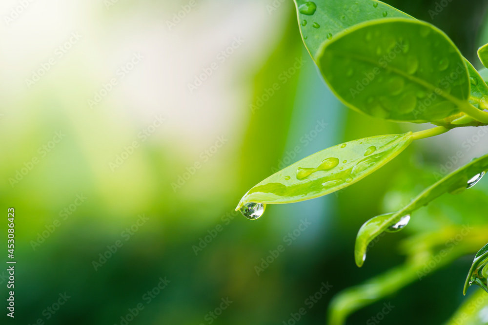 Fototapeta premium water drops on green leaf, purity nature background
