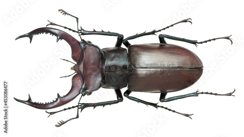 Billede på lærred Lucanidae, stag beetle, Lucanus elaphus Fabricius, 1775