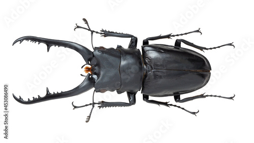 Lucanidae, stag beetle, Prosopocoilas confucius × Prosopocoilas  giraffa  photo